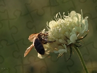 Kwiat, Koniczyna, Pszczoła, Owad