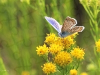 Owad, Motyl, Modraszek, Kwiaty