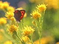 Owad, Czerwończyk, Motyl, Kwiaty