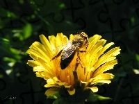 Pszczoła, Owad, Kwiat