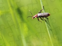 Robak, Owad, Źdźbło