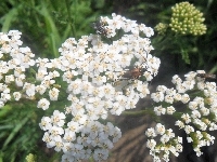 Owady, Białe, Kwiaty, Trawa