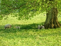 Łąka, Owce, Drzewo