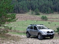 Owce, Srebrna, Dacia Duster, Pastwisko