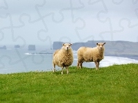 Owce, Pastwisko