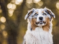 Owczarek australijski, Australian shepherd