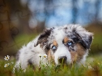 Owczarek australijski-australian shepherd