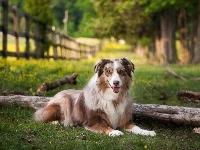 Owczarek australijski-australian shepherd