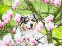 Owczarek australijski, Magnolia, Australian shepherd