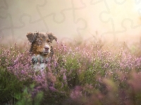 Wrzosy, Owczarek australijski-australian shepherd