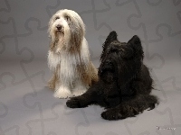 Owczarek Francuski Briard, Bearded Collie