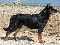 Owczarek francuski Beauceron, kamienie