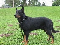 Owczarek francuski Beauceron, trawa