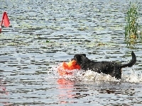 Owczarek francuski Beauceron, woda