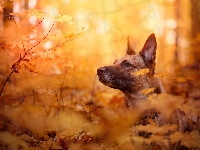 Liście, Owczarek belgijski malinois, Pies