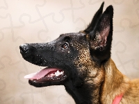 Mordka, Owczarek belgijski Malinois, Pies