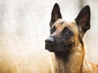 Mordka, Owczarek belgijski malinois, Pies
