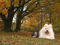 Owczarek staroangielski Bobtail, jesień