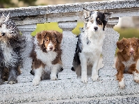 Kamienna, Balustrada, Retriever z Nowej Szkocji, Psy, Owczarek staroangielski Bobtail, Border collie, Cztery, Owczarek australijski