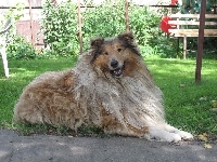 Owczarek Szkocki Collie, Ogród