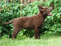 Owczarek australijski - Kelpie, Szczeniak