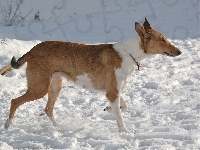 Owczarek szkocki krótkowłosy, śnieg