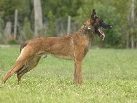 Owczarek belgijski Malinois, język