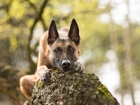 Owczarek belgijski malinois, Pień