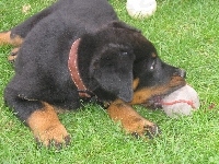 Owczarek francuski Beauceron, Młody, piłka