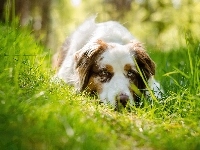 Owczarek australijski-australian shepherd, Trawa