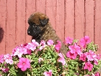 Szczeniak, Leonberger