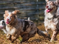 Owczarki australijskie, Australian shepherd