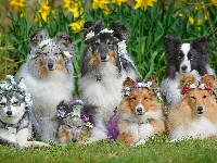 Psy, Border collie, Owczarki szetlandzkie, Kwiaty, Wianki