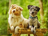 Owczarki australijskie-australian shepherd, Ławka