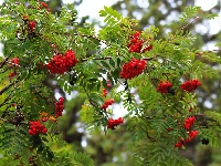 Jarzębina, Drzewo, Czerwona, Owoce