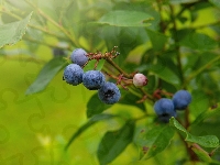 Gałązka, Owoce, Liście, Borówki, Jagody
