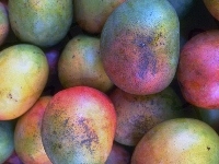 Owoce, Mango