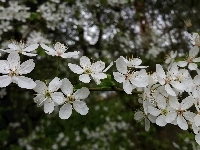 Owocowe, Kwiaty, Gałązka, Drzewo, Białe