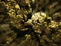 Owocowe, Kwiaty, Drzewo, Fractalius
