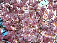 Wiosna, Kwitnienie, Drzewo owocowe