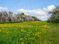 Drzewa owocowe, Wiosna, Łąka, Mlecze