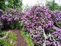 Ozdobna, Fioletowe, Rododendrony, Poręcz
