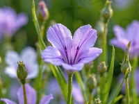 Pąki, Kwiaty, Fioletowe