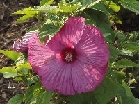 Hibiskus, Pąki, Lato, Liście, Kwiat, Różowy, Ogród