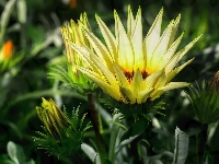 Pąki, Gazania, Kwiat