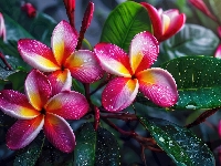 Plumeria, Pąki, Kwiaty, Grafika, Liście