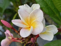 Liście, Kwiaty, Plumeria, Pąki