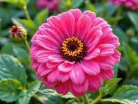 Liście, Kwiat, Różowy, Pąki