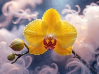 Pąki, Żółty, Storczyk