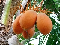 Palma, Kokosowa